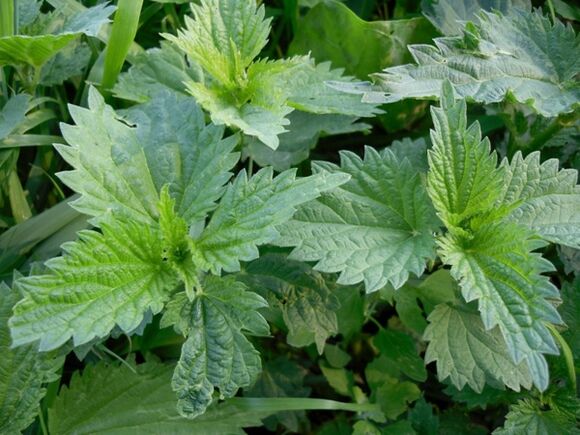 Nettle to prepare a medicinal decoction for varicose veins.